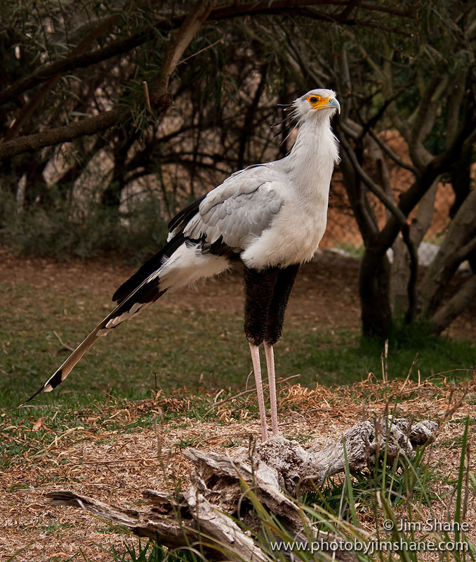 largest raptor bird