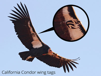 california condor wing tags