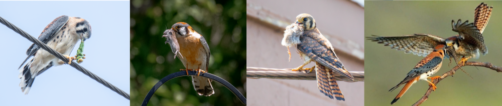 american kestrel prey variety