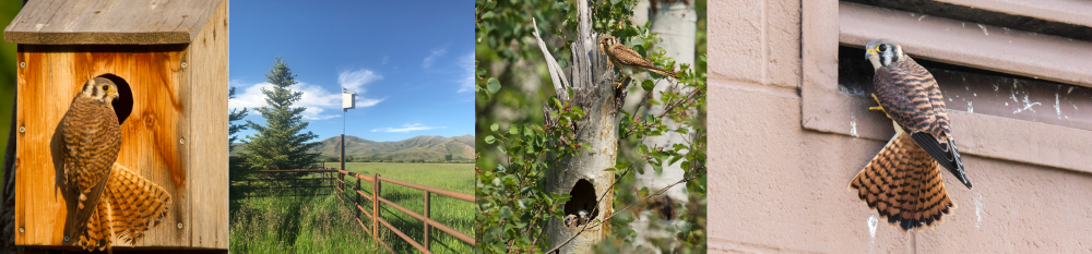 kestrel nest types