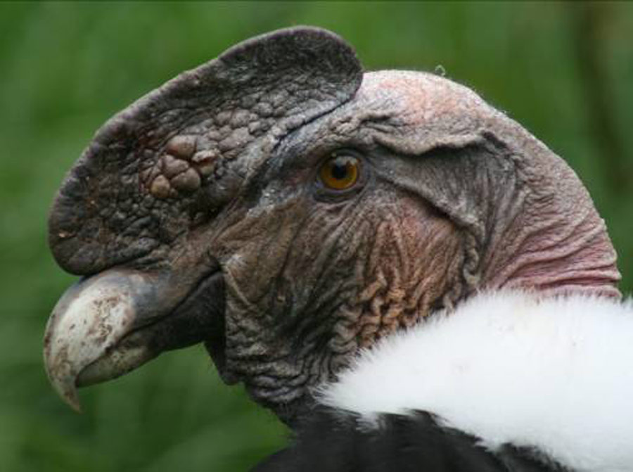 Andean Condor (Vultur gryphus) in Explore Raptors: Facts, habitat, diet ...