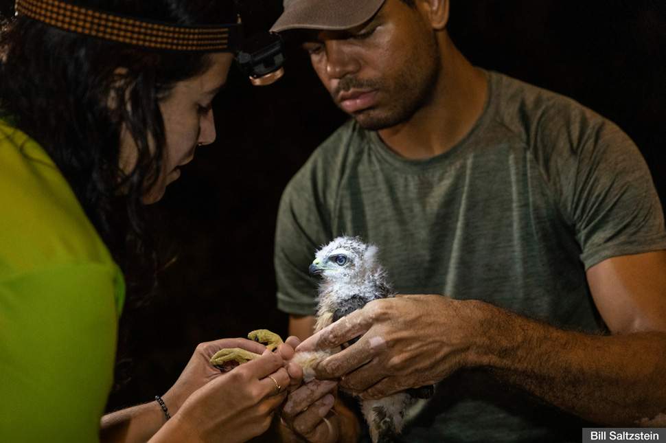 Carlos Suarez and Gabriela Diaz with Ridgway's Hawk nestling. Photo by Bill Saltzstein