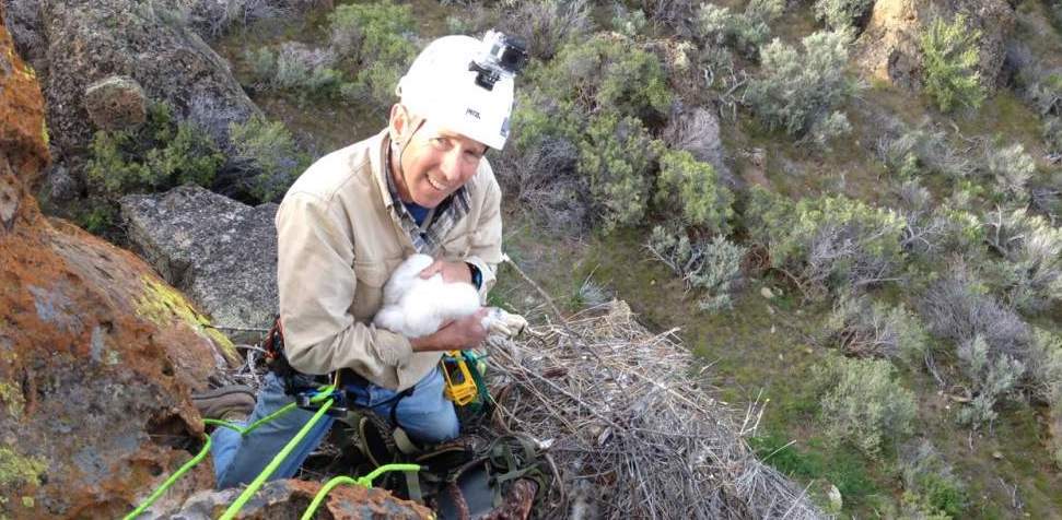 David Anderson with gyrfalcon nestling