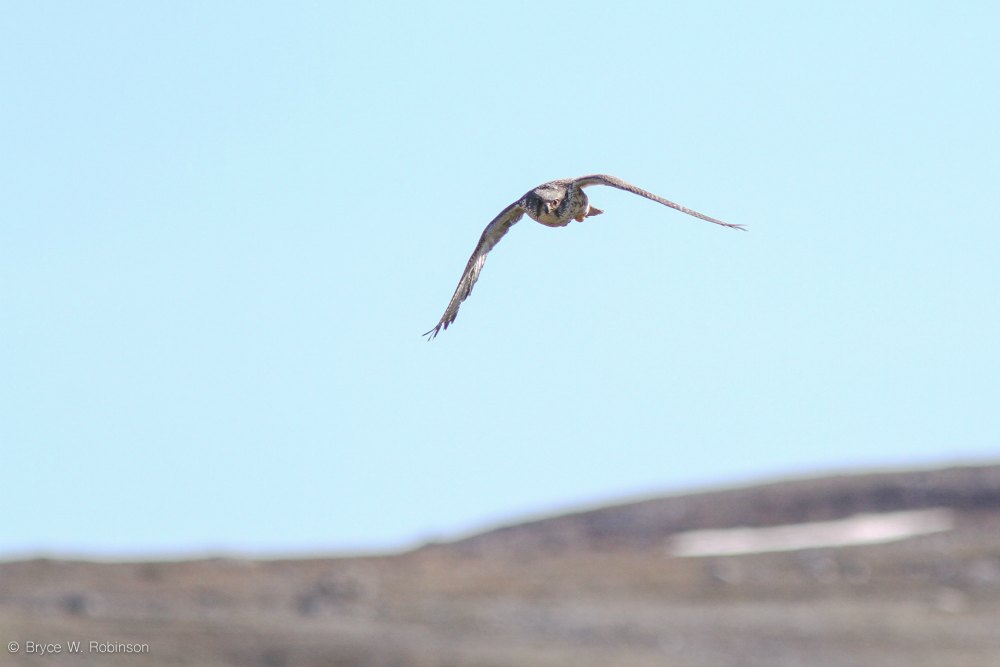 Gyrfalcon, Falco rusticolus