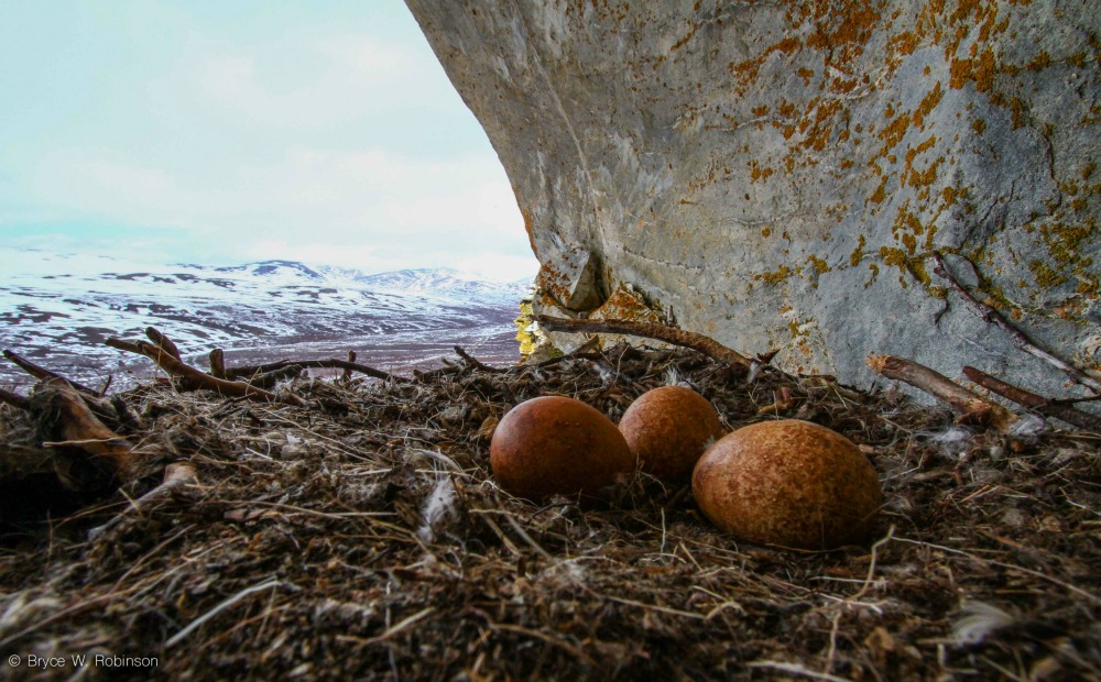 Gyrfalcon eggs, Alaska, The Peregrine Fund