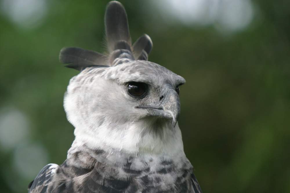 harpy-eagle-portrait-2015-11-30_173841.jpg