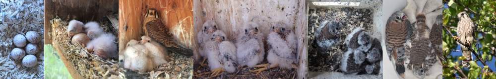kestrel eggs nestlings