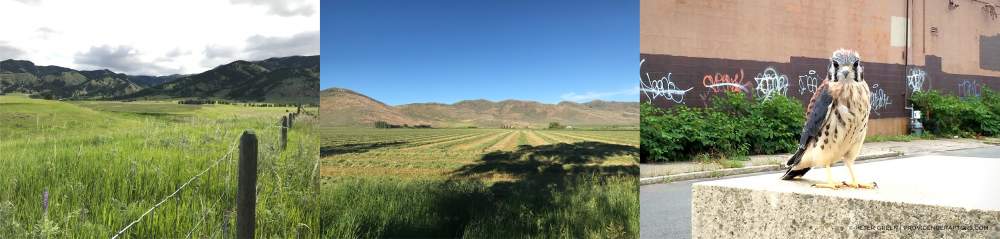 american kestrel varied habitat types