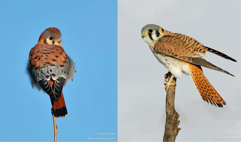 male female american kestrel