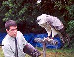 Harpy Eagle (Harpia harpyja) in Explore Raptors: Facts, habitat, diet ...