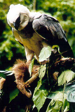 Harpy Eagle (Harpia harpyja) in Explore Raptors: Facts, habitat, diet