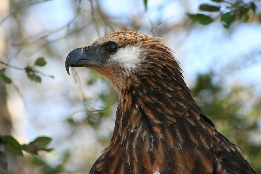 Image result for Madagascan Fish Eagle
