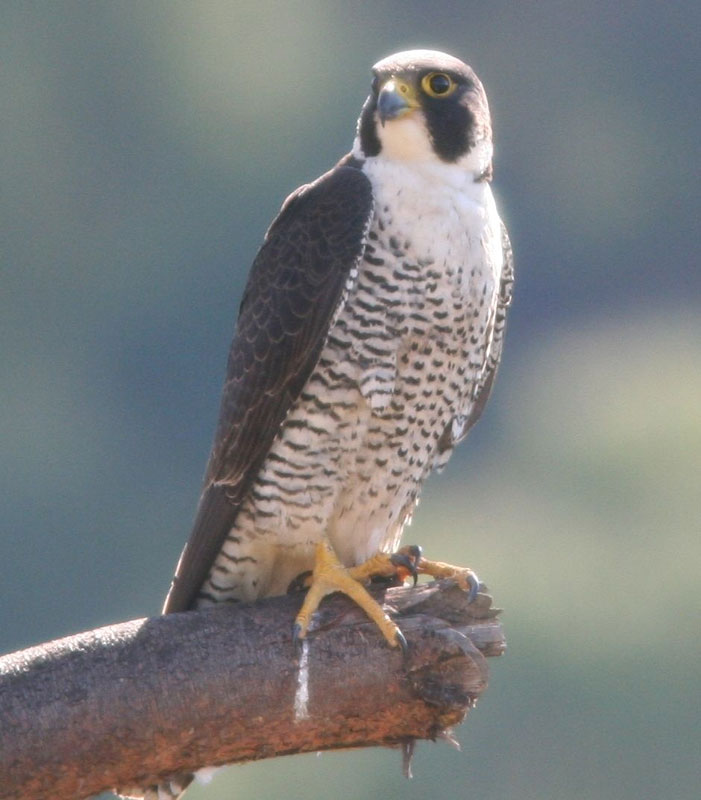 american peregrin falcon habitat