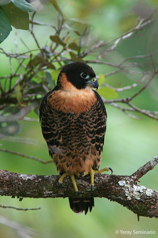 Orange-breasted Falcon (Falco deiroleucus) in Explore Raptors: Facts ...