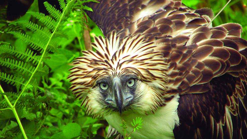 Image result for philippine eagle pictures