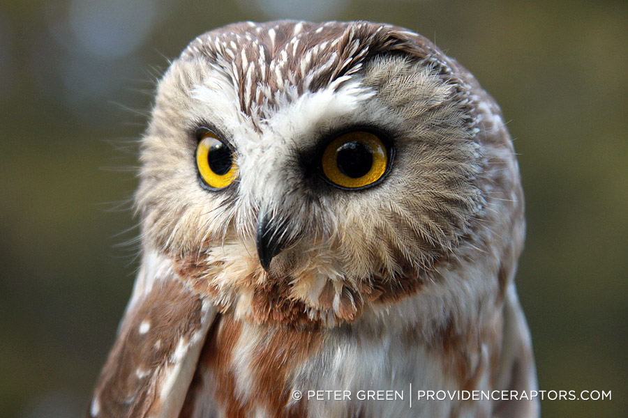 Northern Saw-whet Owl (Aegolius acadicus) in Explore Raptors: Facts