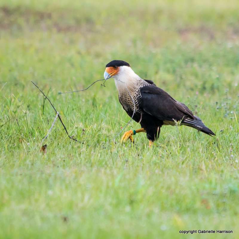 Crested Caracara (Caracara cheriway) in Explore Raptors: Facts, habitat ...