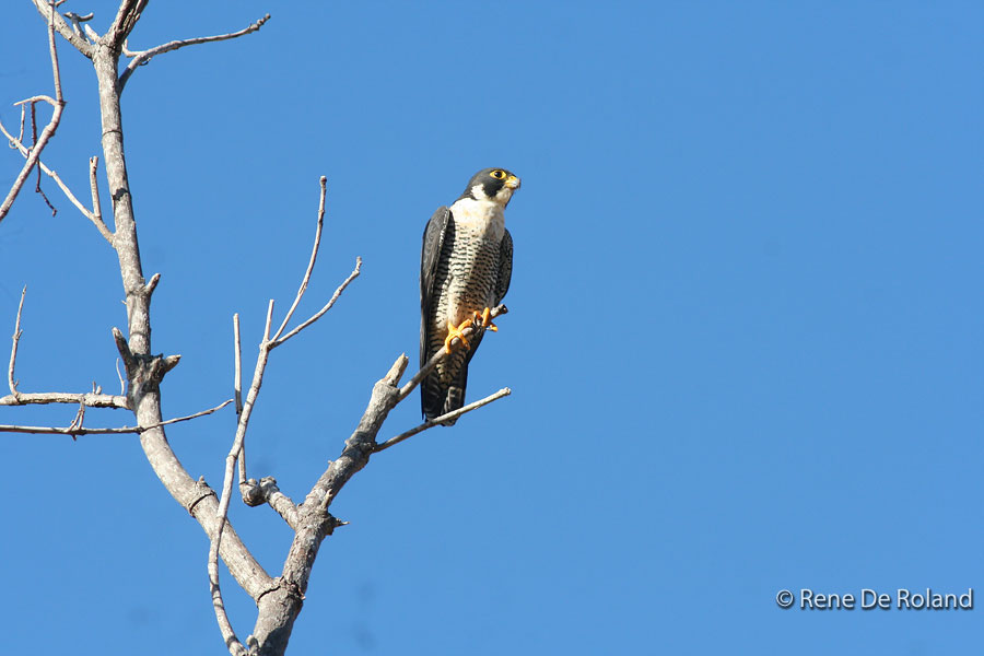 Peregrine Falcon (Falco peregrinus) in Explore Raptors