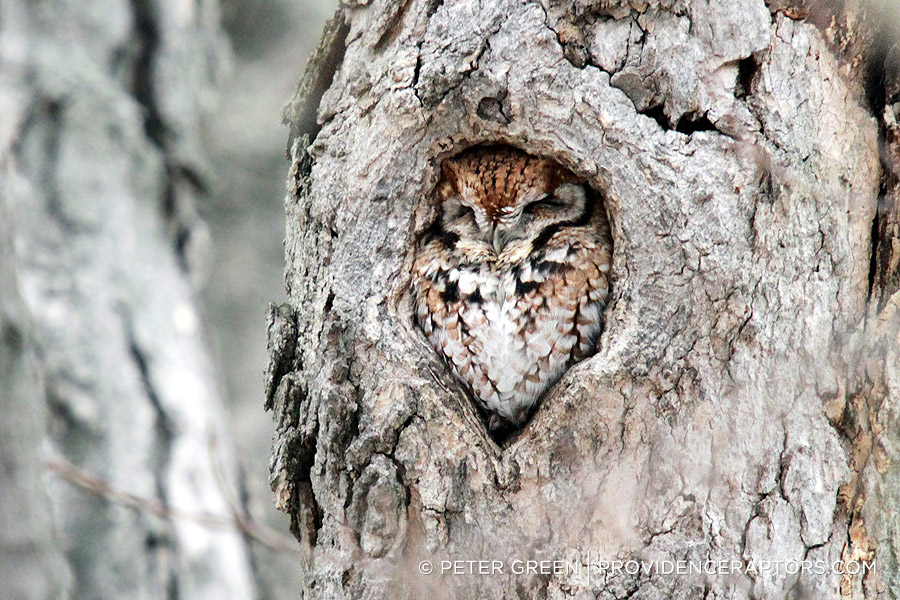 Image result for eastern screech owl