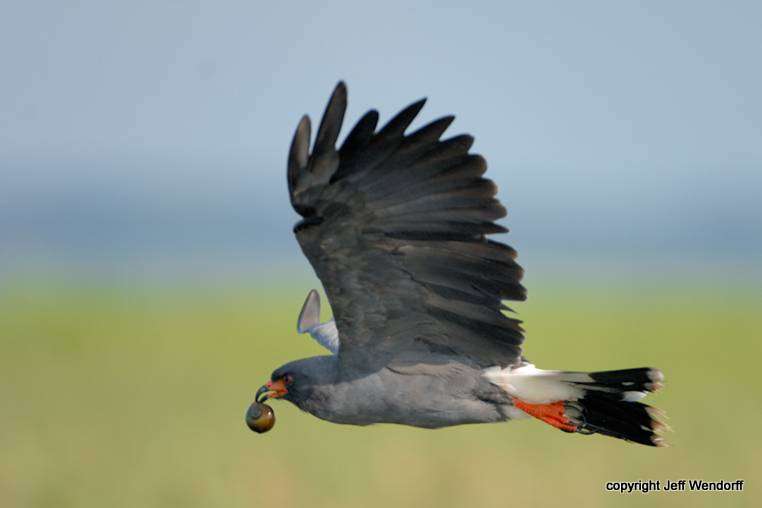 snail kite birds