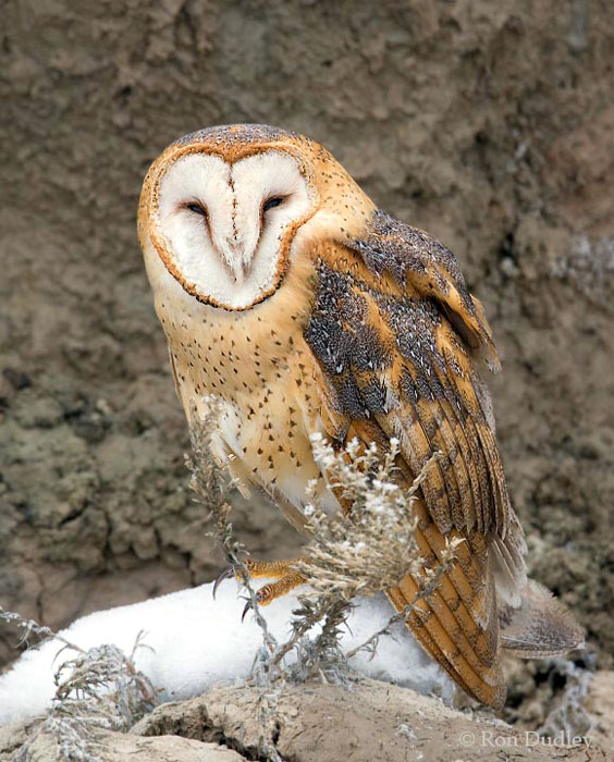 European Eagle Owl Habitat And Diet