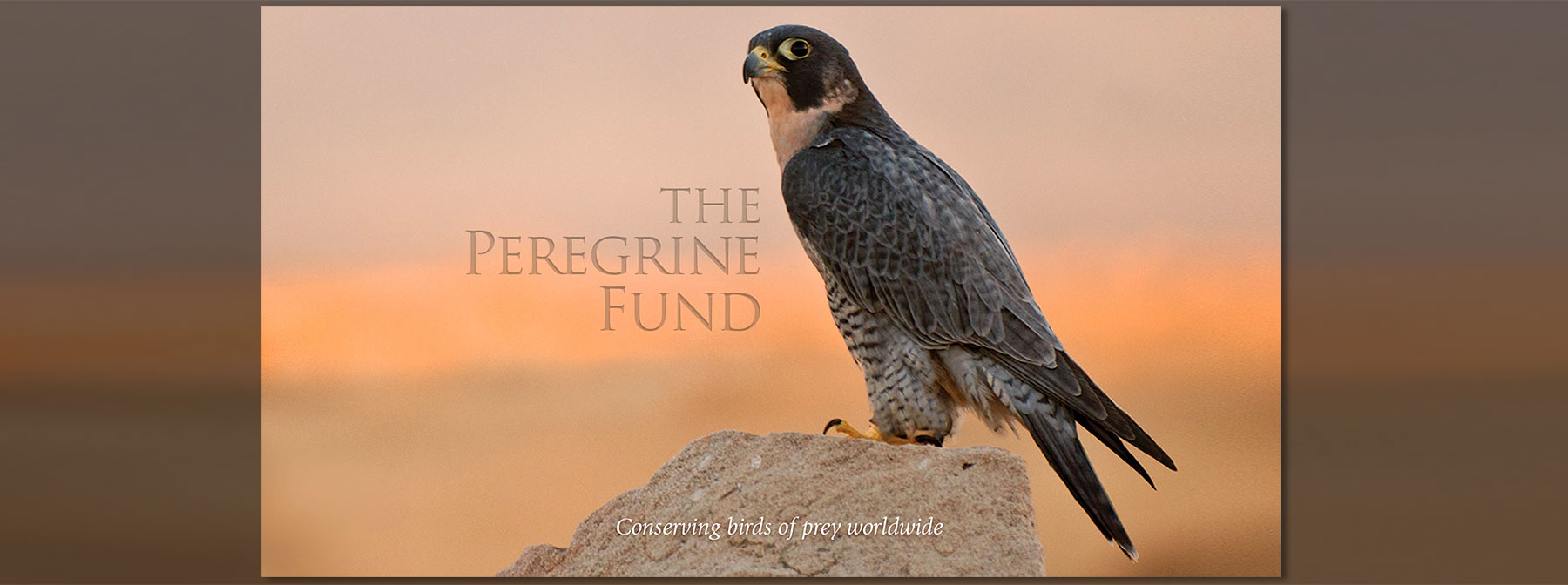 The Peregrine Fund The Peregrine Fund